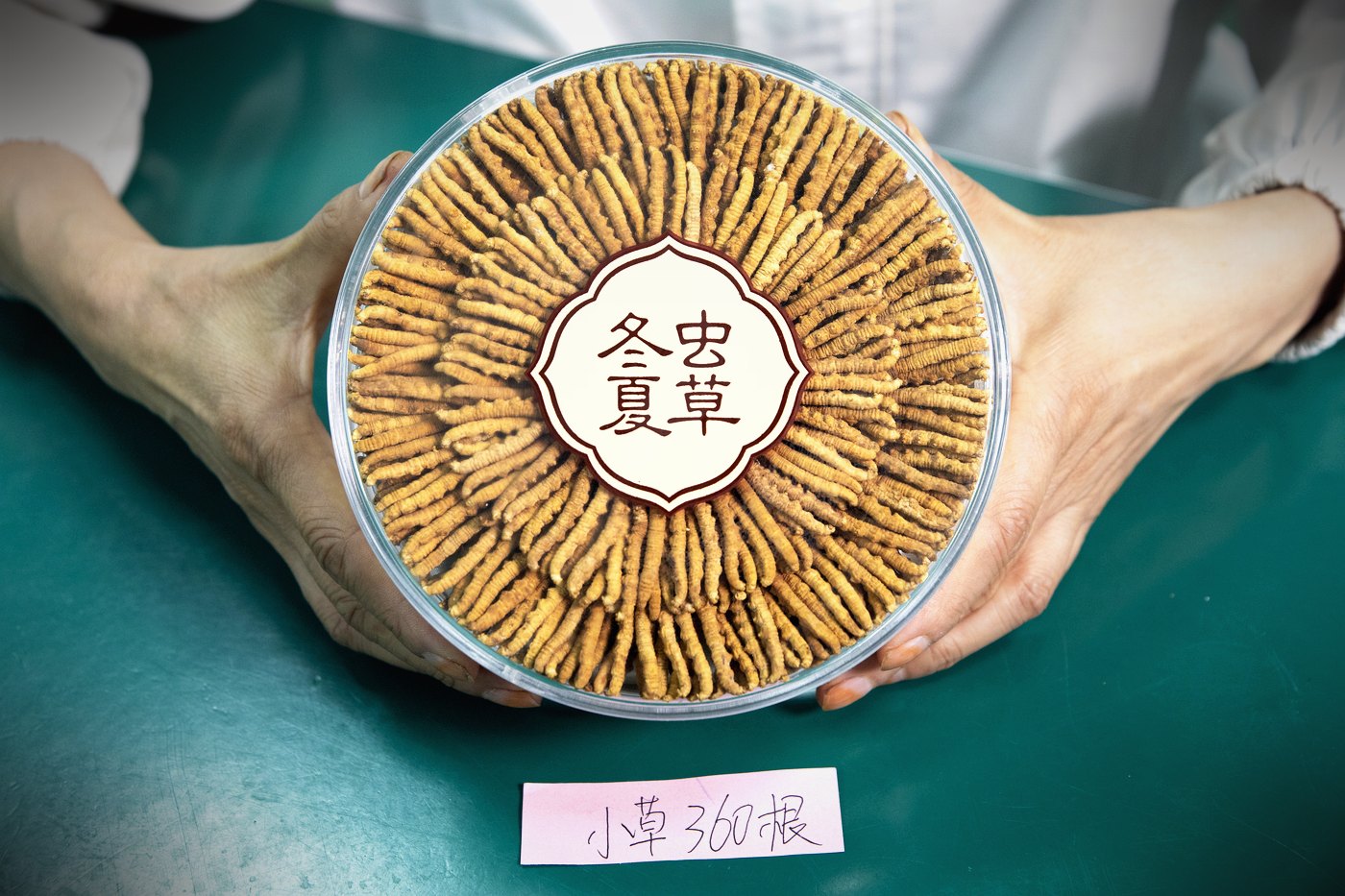 干虫草特写