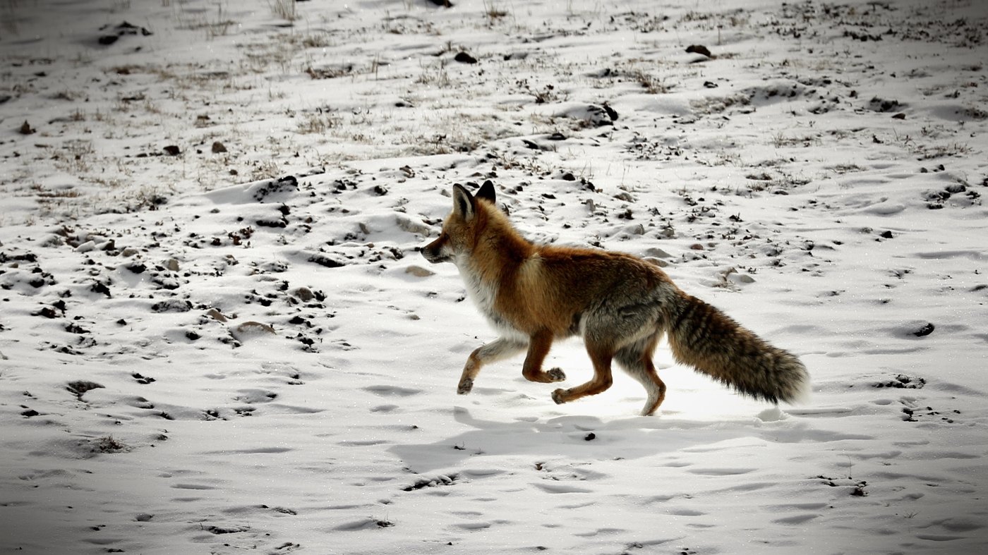 雪中狐