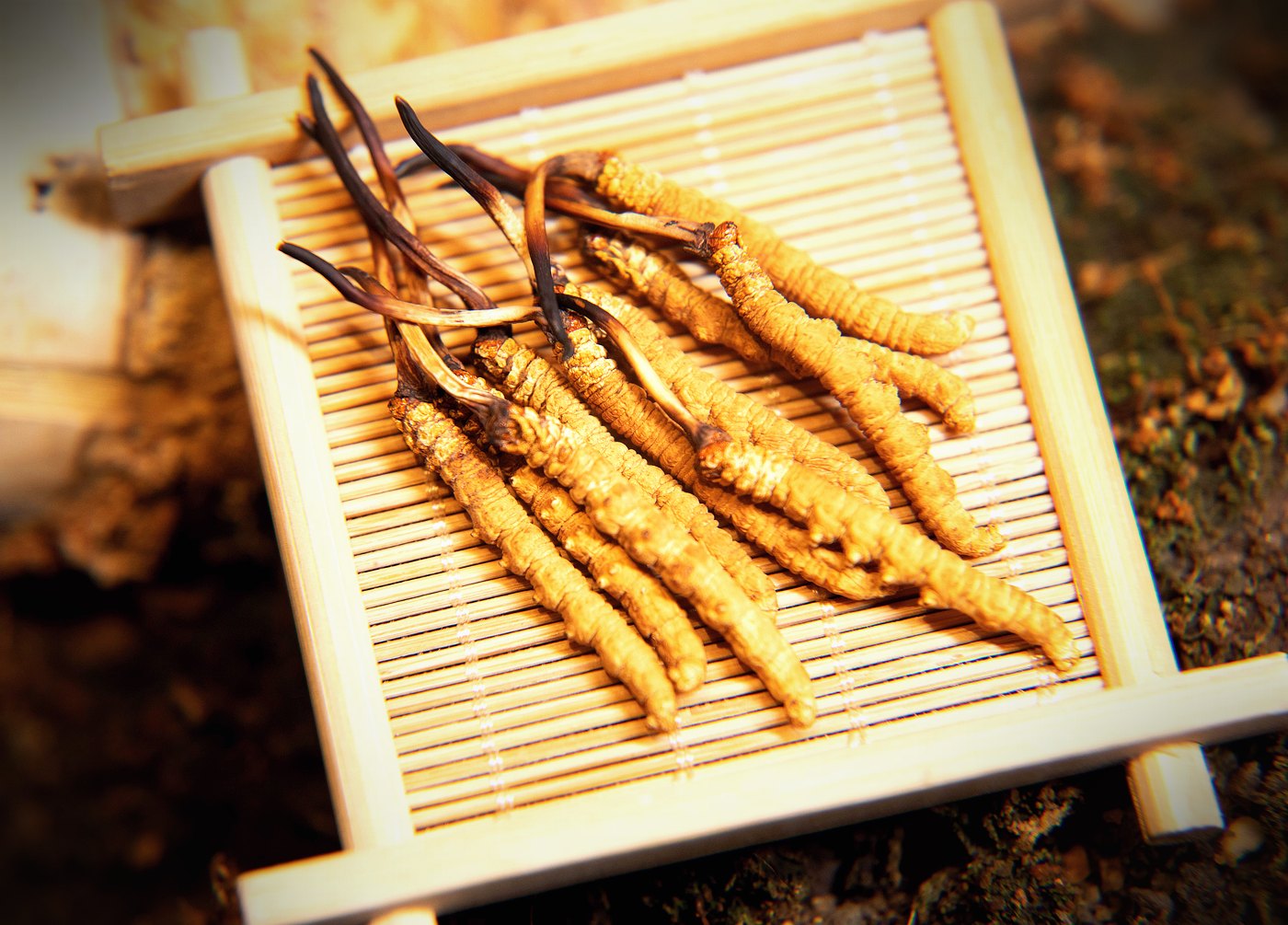 珍峰野生干虫草