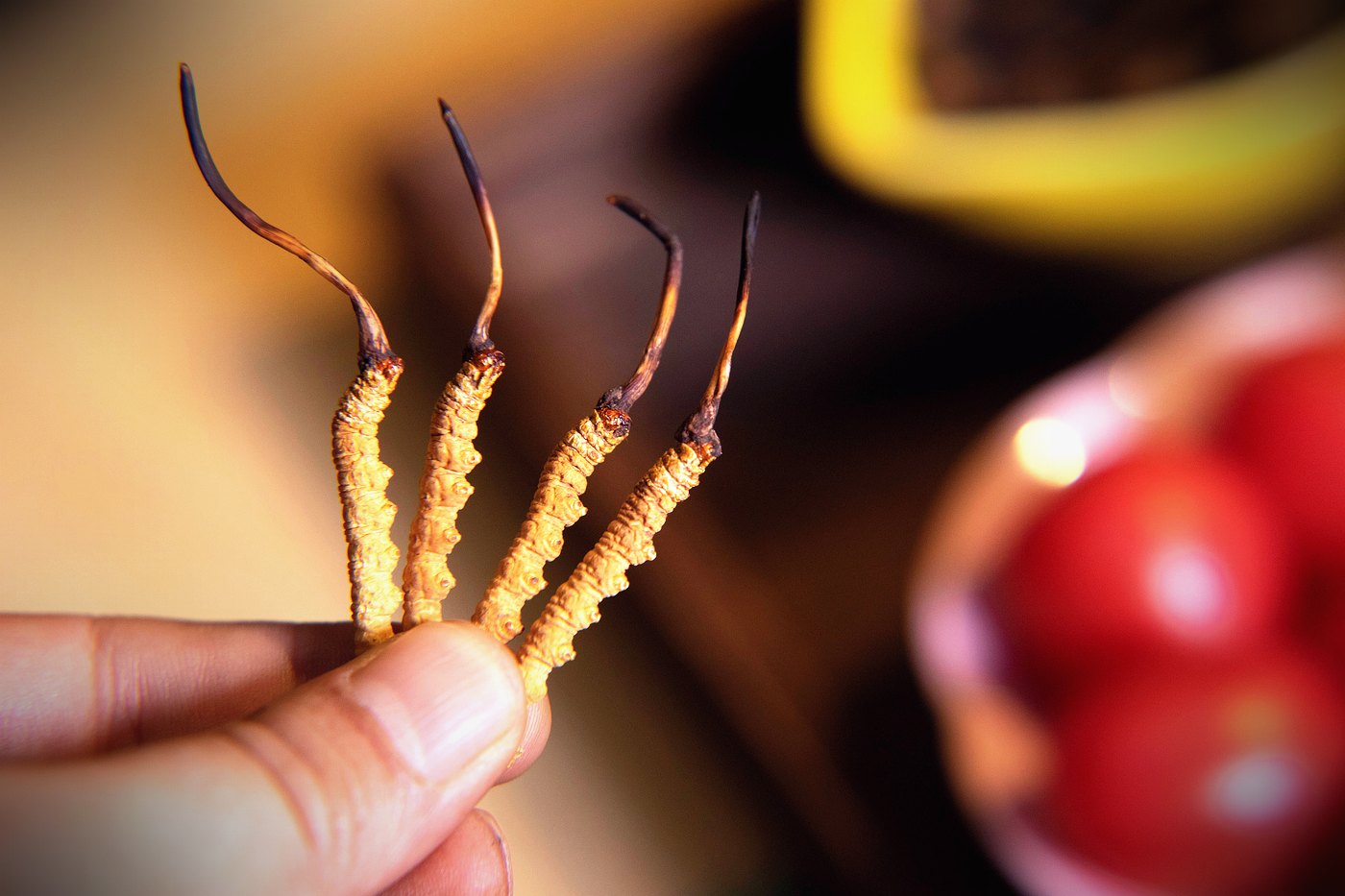 珍峰野生干虫草