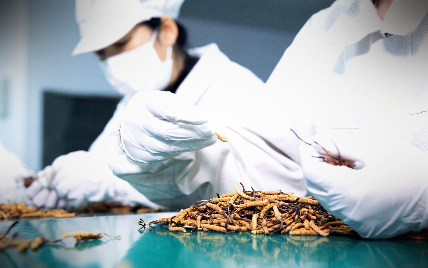 西宁无菌车间 · 人工逐根精挑