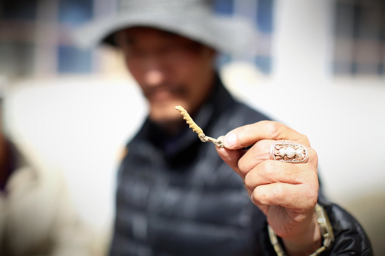 源头现收 · 草从牧民手里直接进仓库