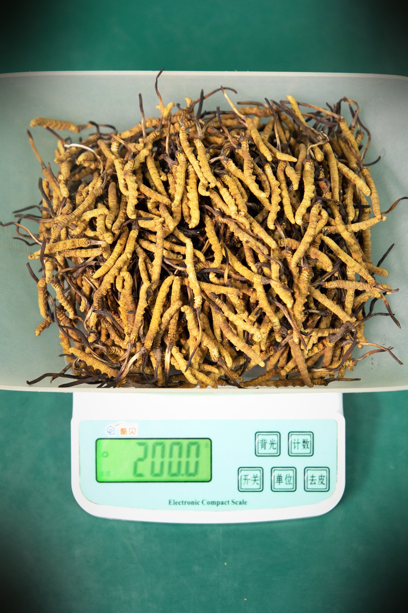 干虫草特写