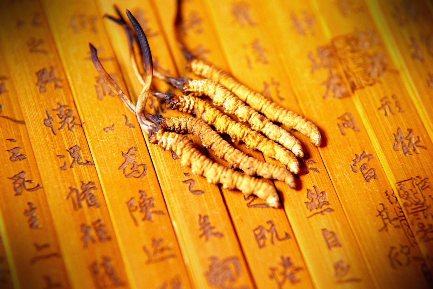 干虫草特写
