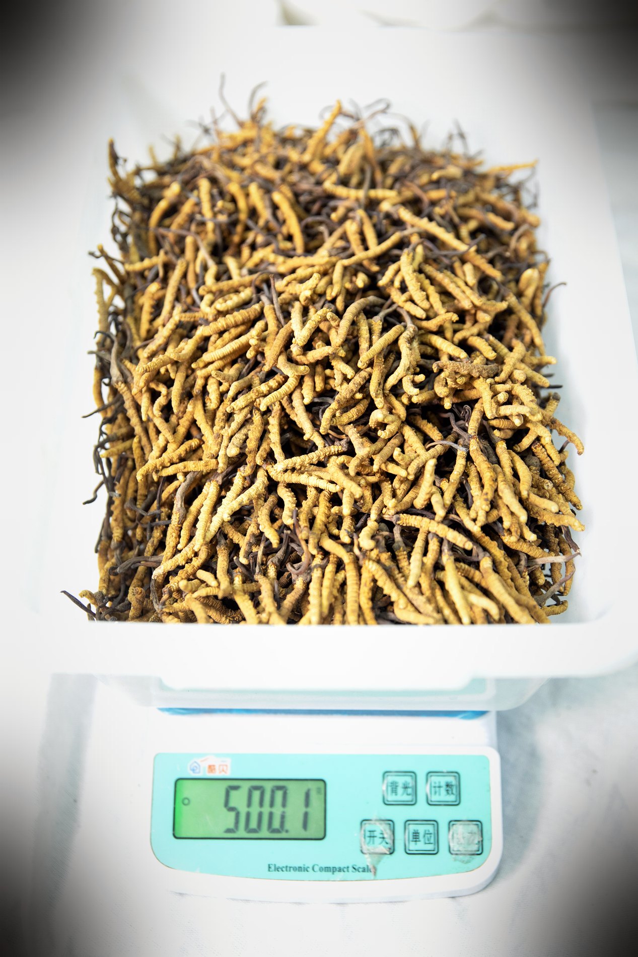 干虫草特写