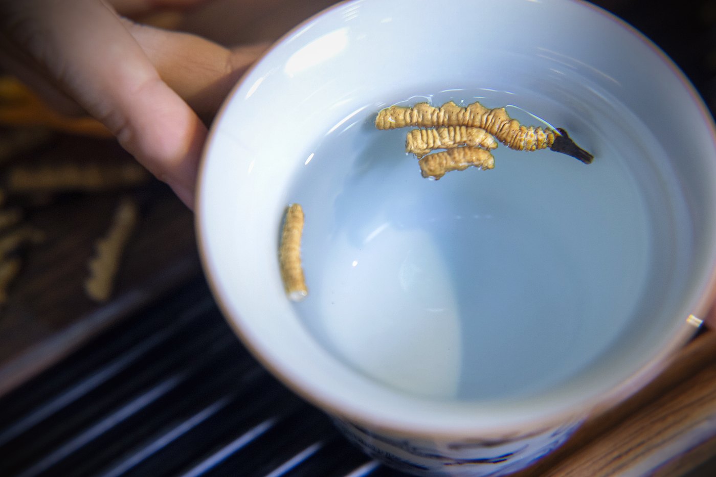 干虫草特写