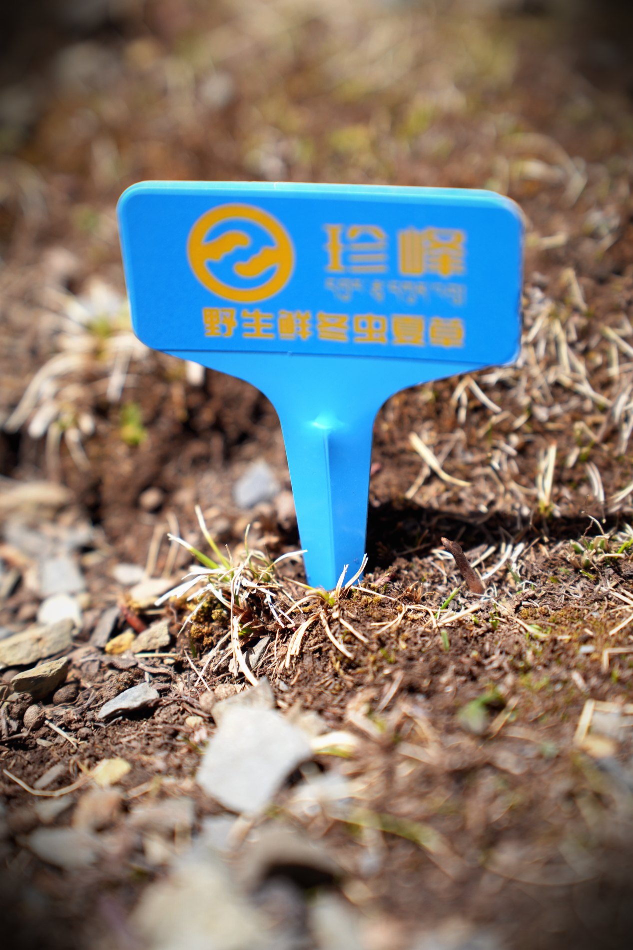 珍峰野生鲜虫草