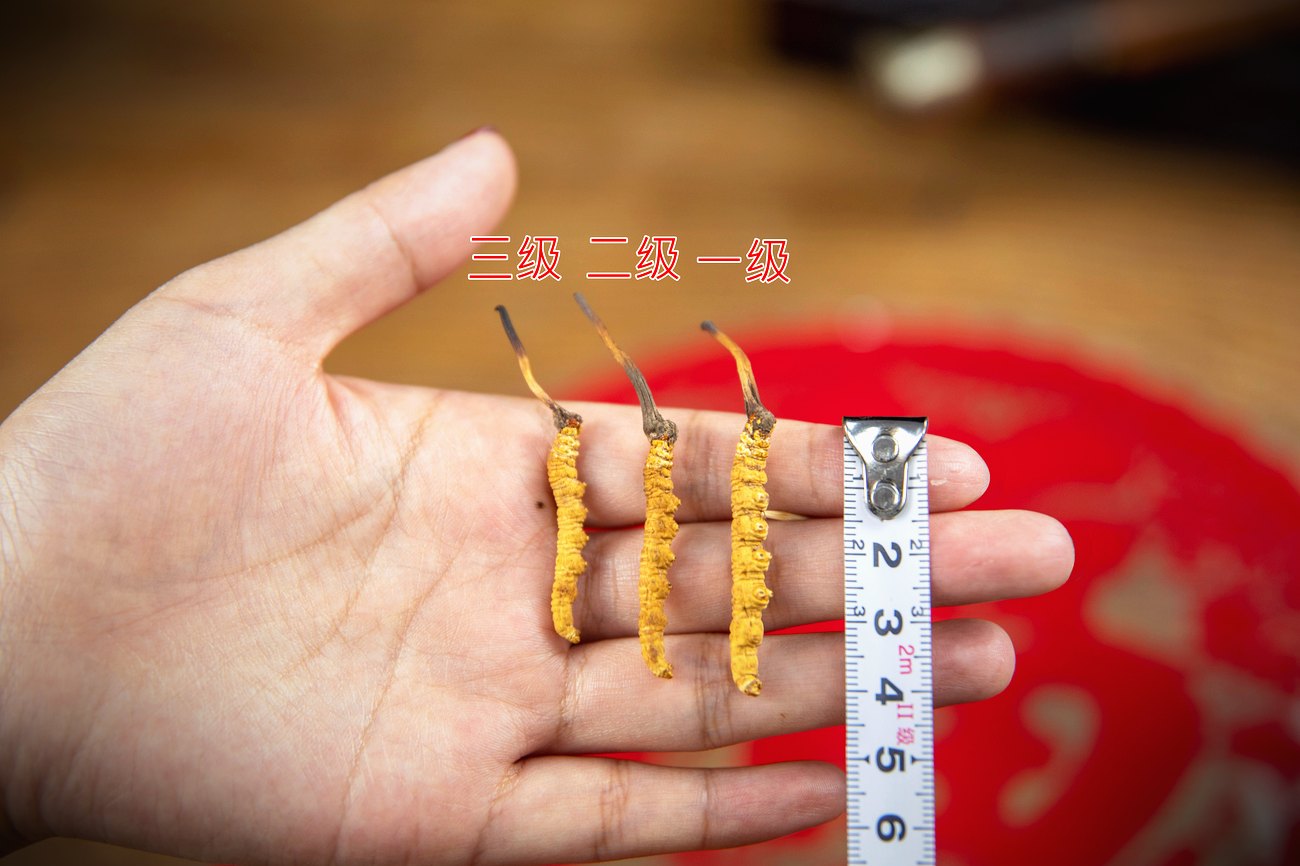 野生与人工的逐项对照