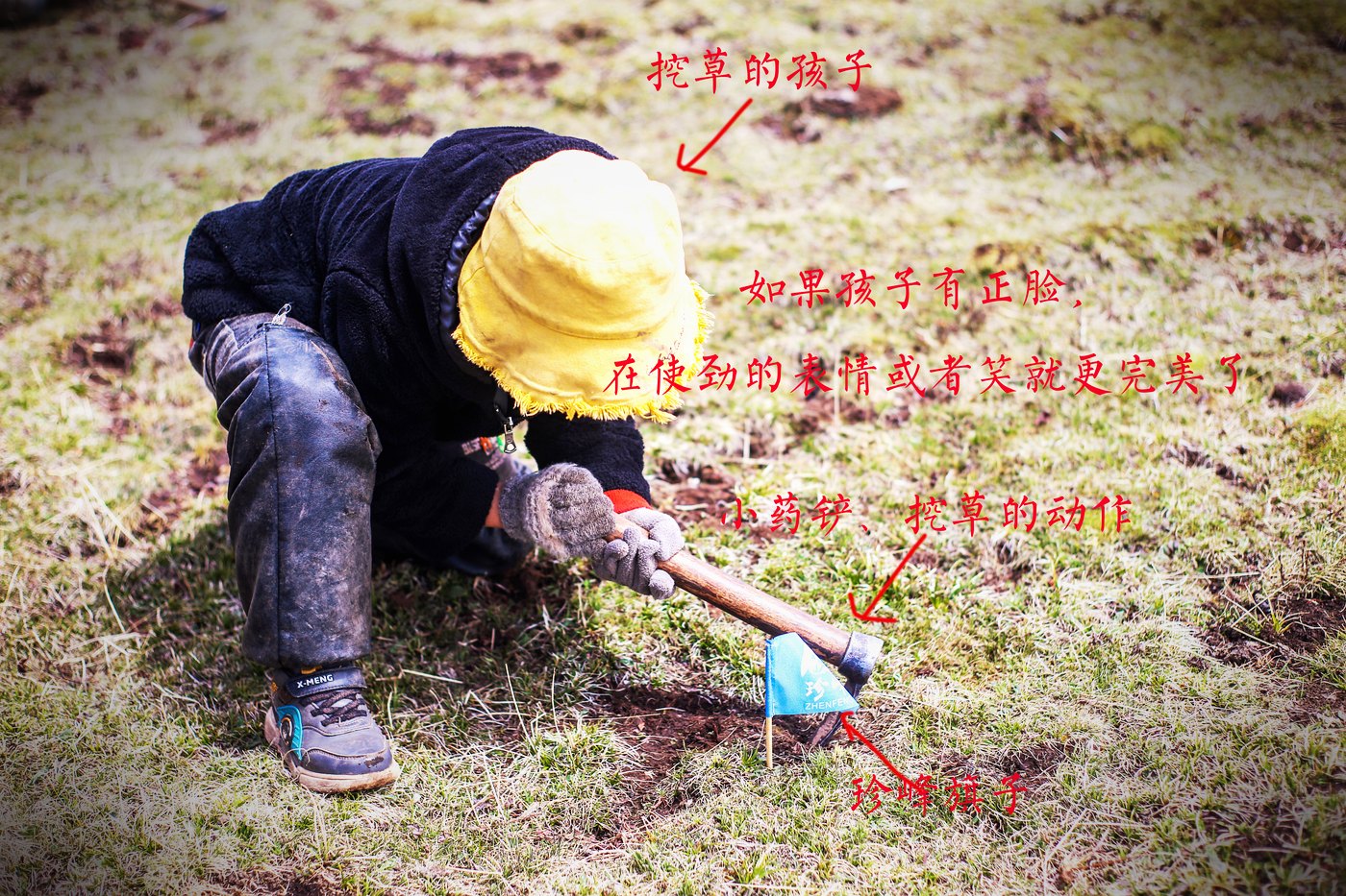 珍峰野生鲜虫草
