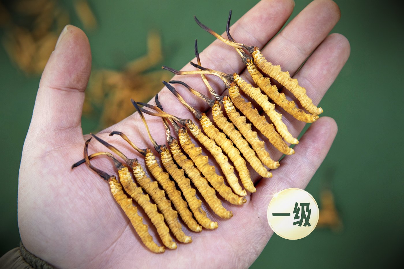 干虫草特写