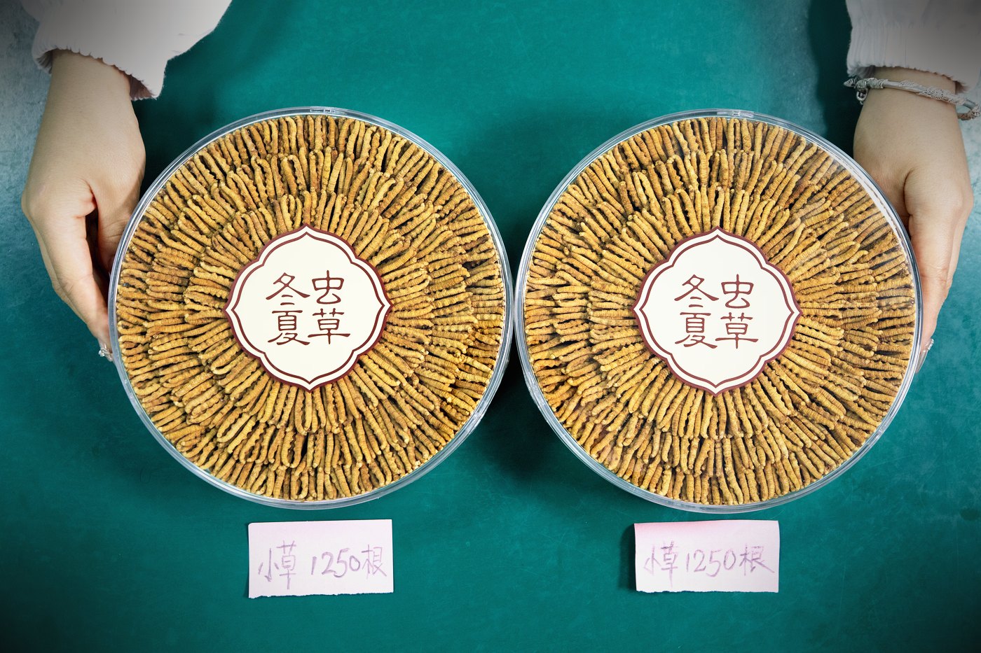 干虫草特写