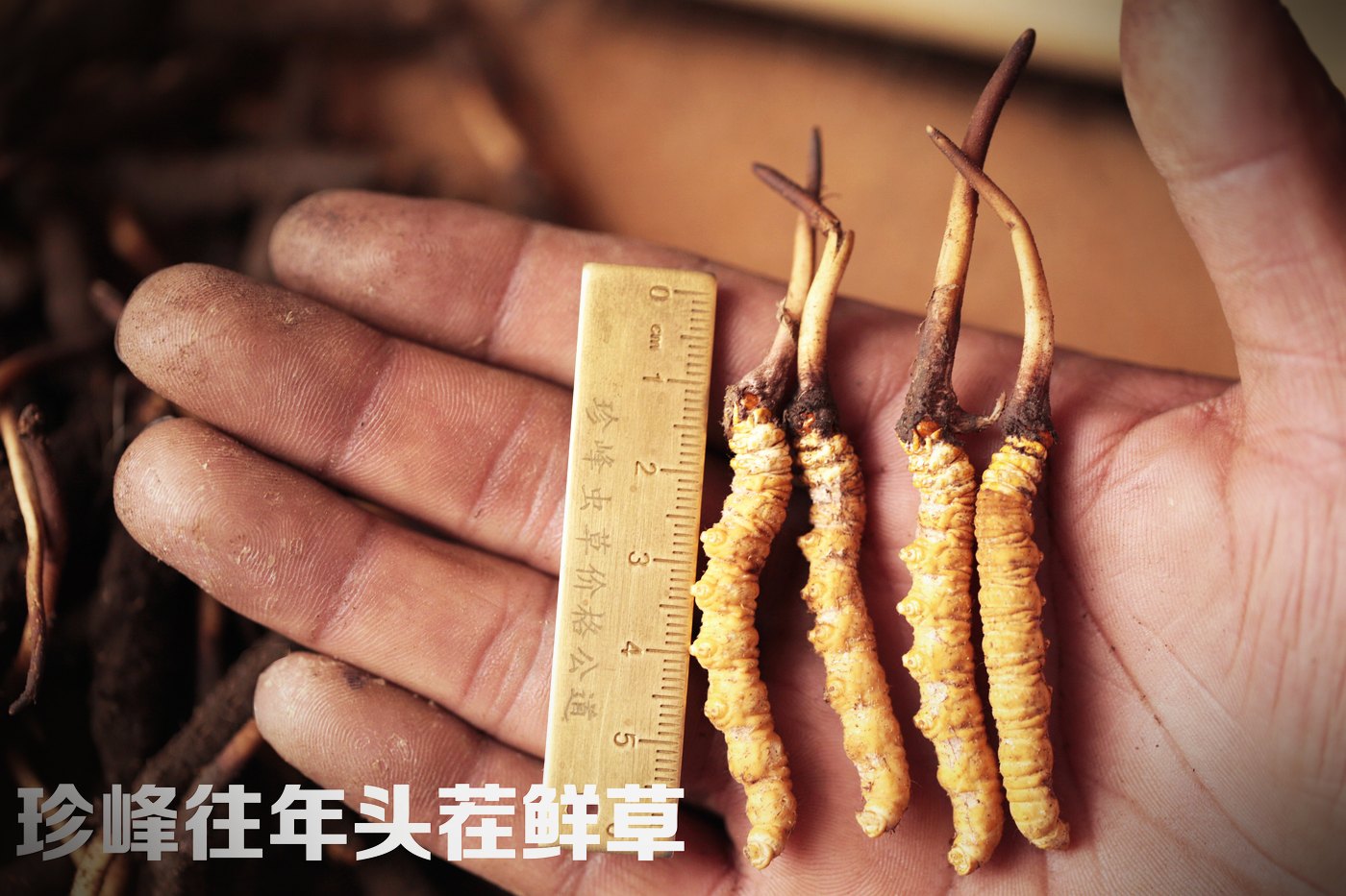 虫草王到断草 · 六个等级实物比对