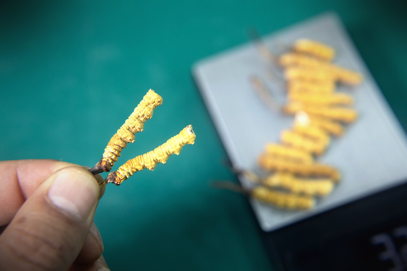 干虫草特写