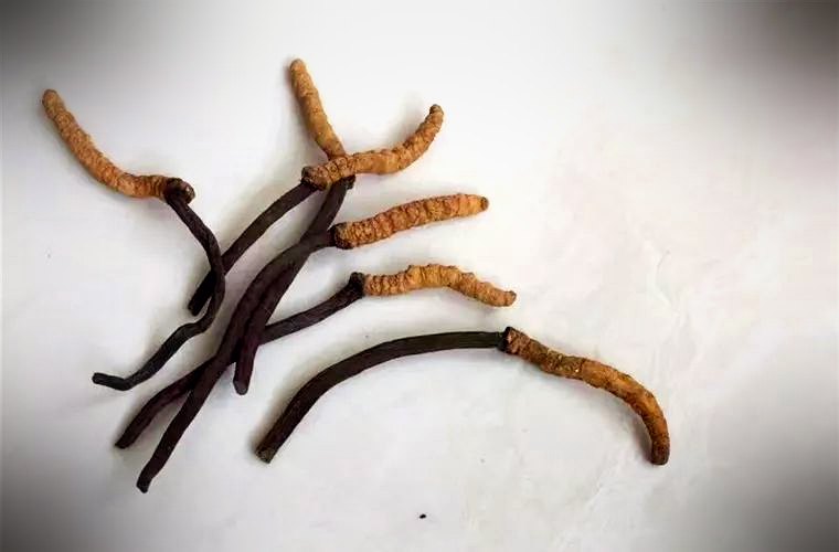 亚香棒虫草