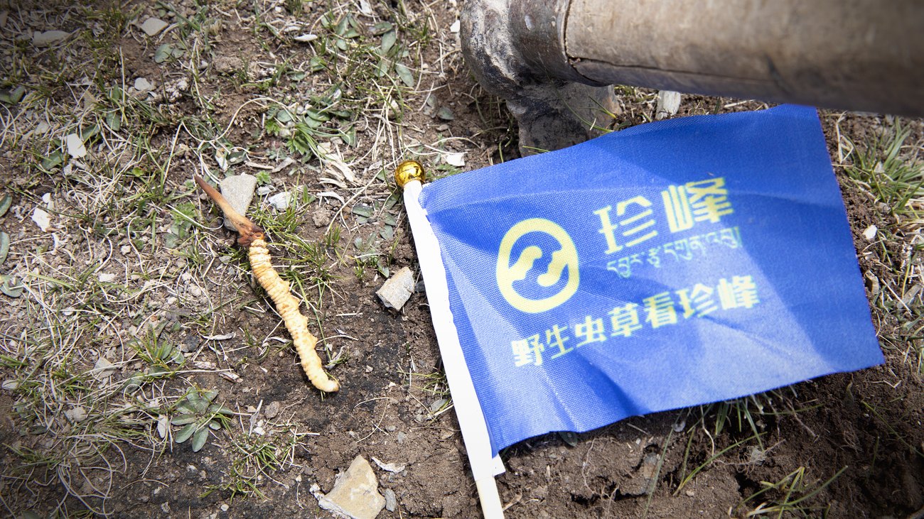雪线之上，跪着一寸一寸找
