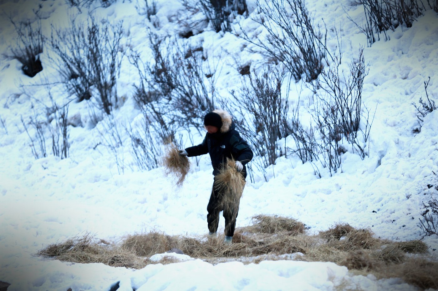 2019 年玉树雪灾 · 捐送草料