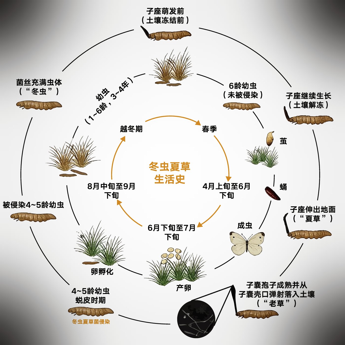 源头现收