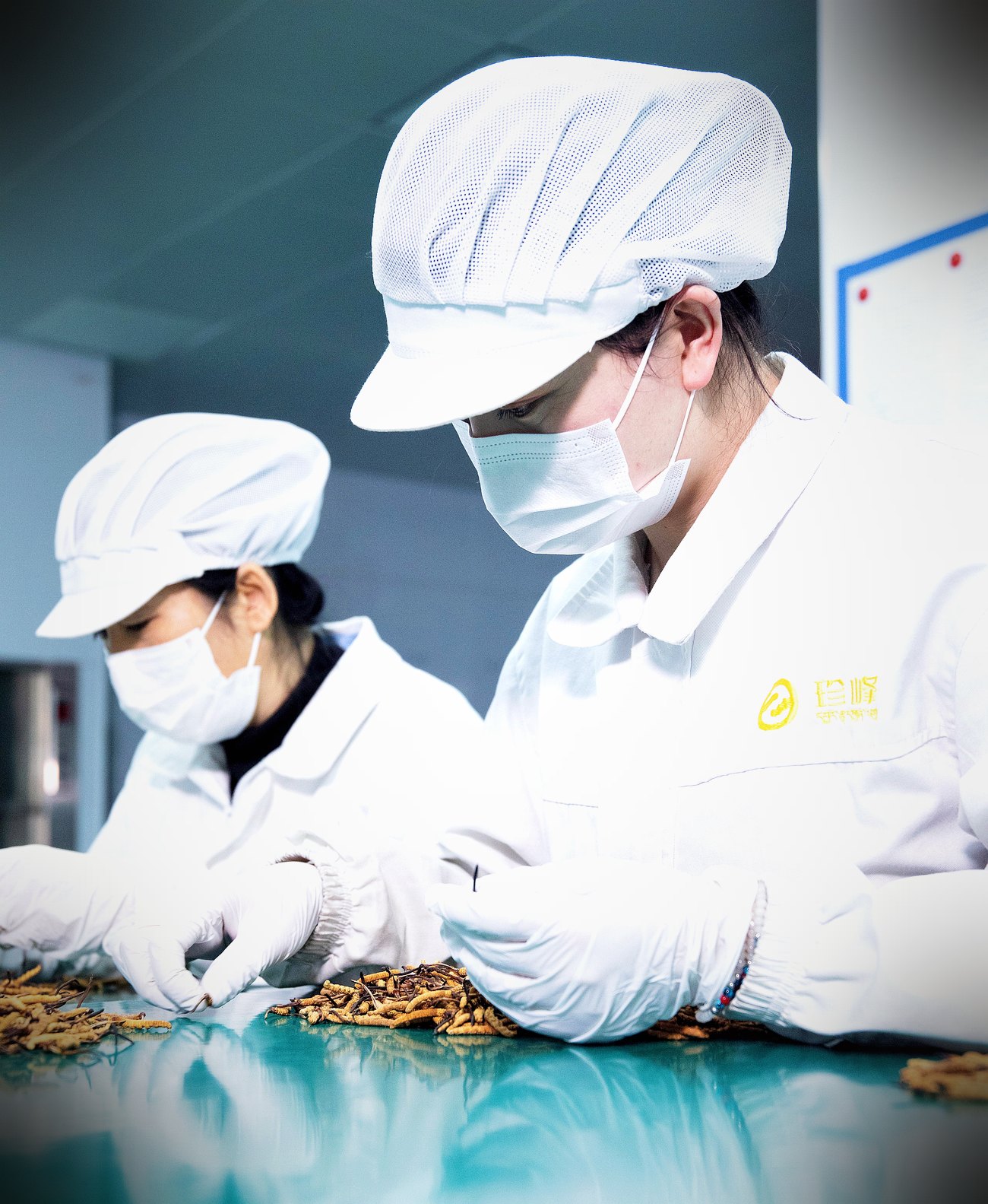 西宁无菌车间 · 人工逐根精挑