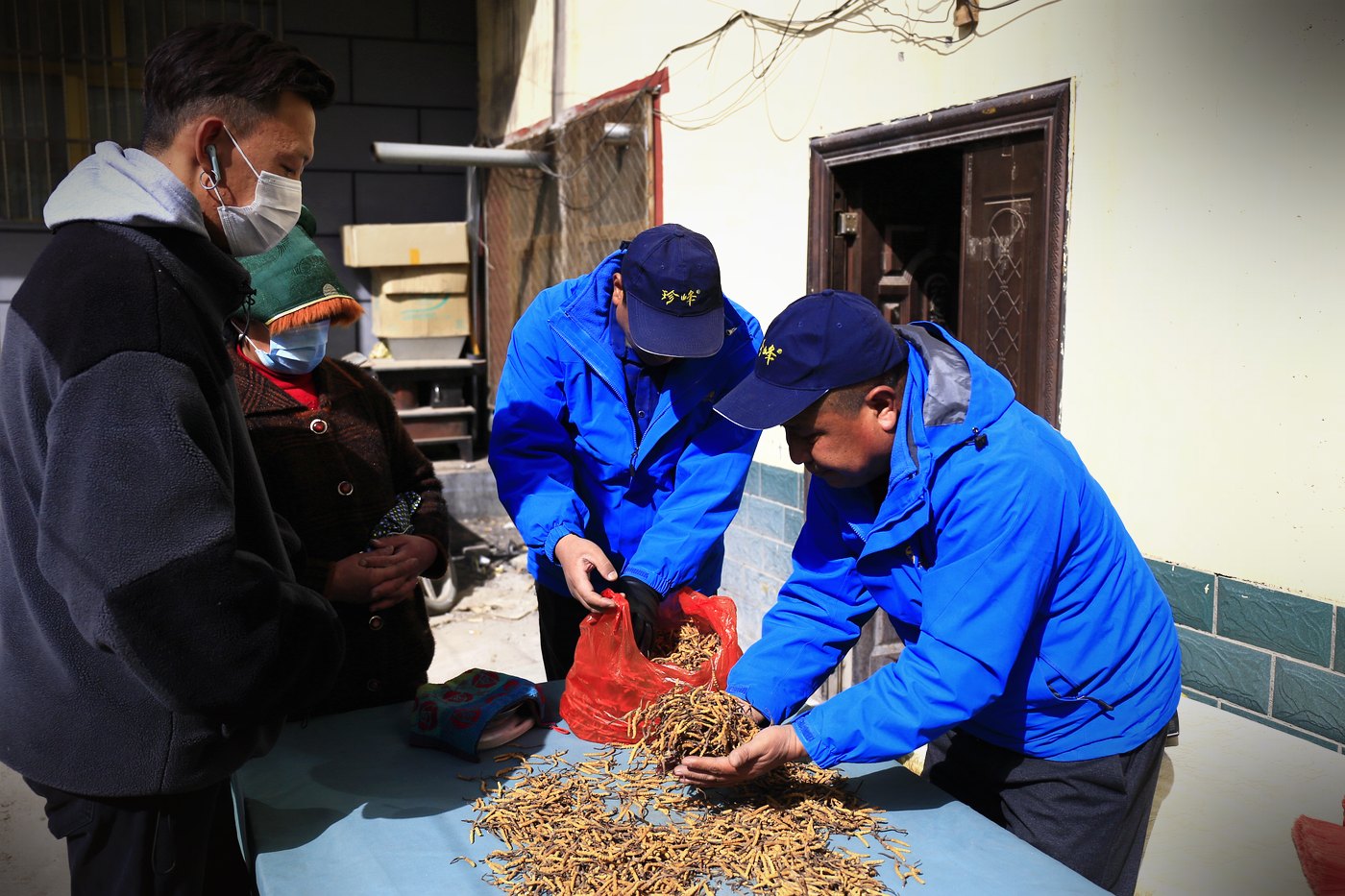 源头现收 · 草从牧民手里直接进仓库