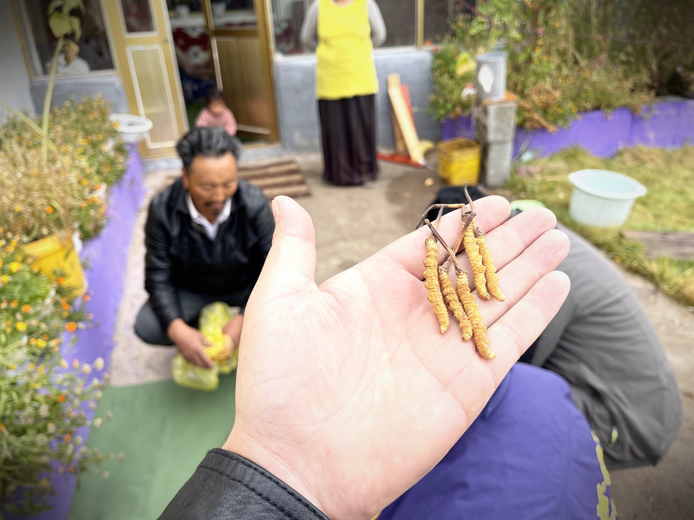 源头现收 · 草从牧民手里直接进仓库