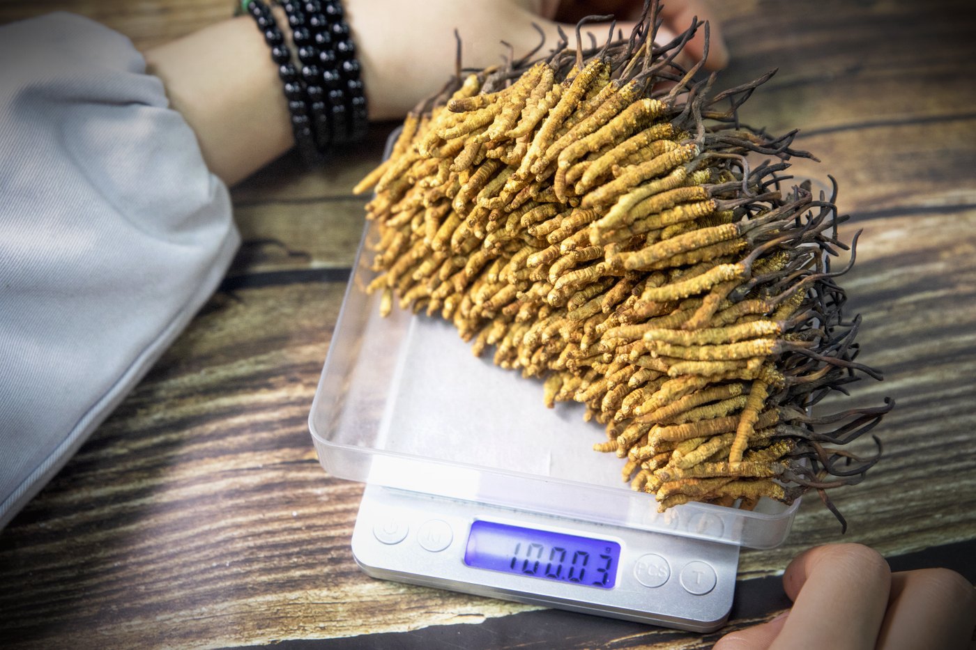干虫草特写