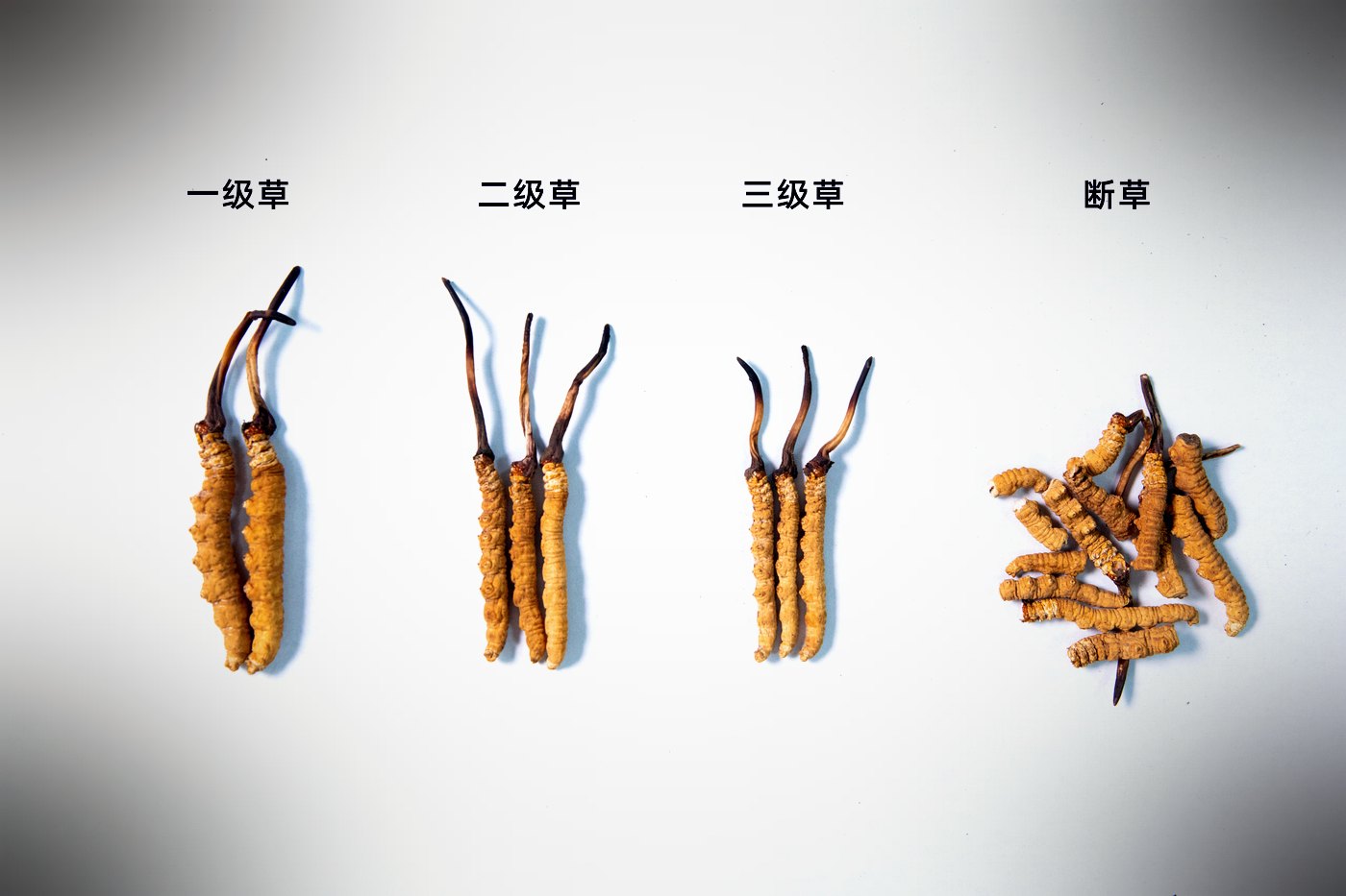 等级实物比对