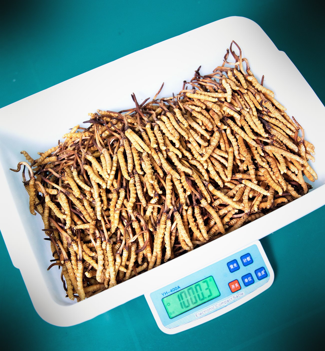 珍峰野生鲜虫草 · 水分饱满