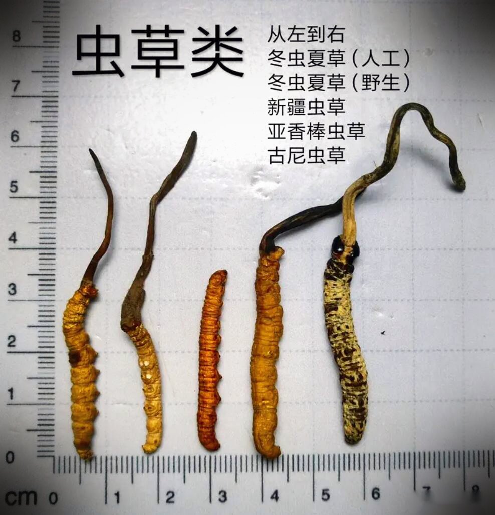 常见混淆品与伪品实物对照