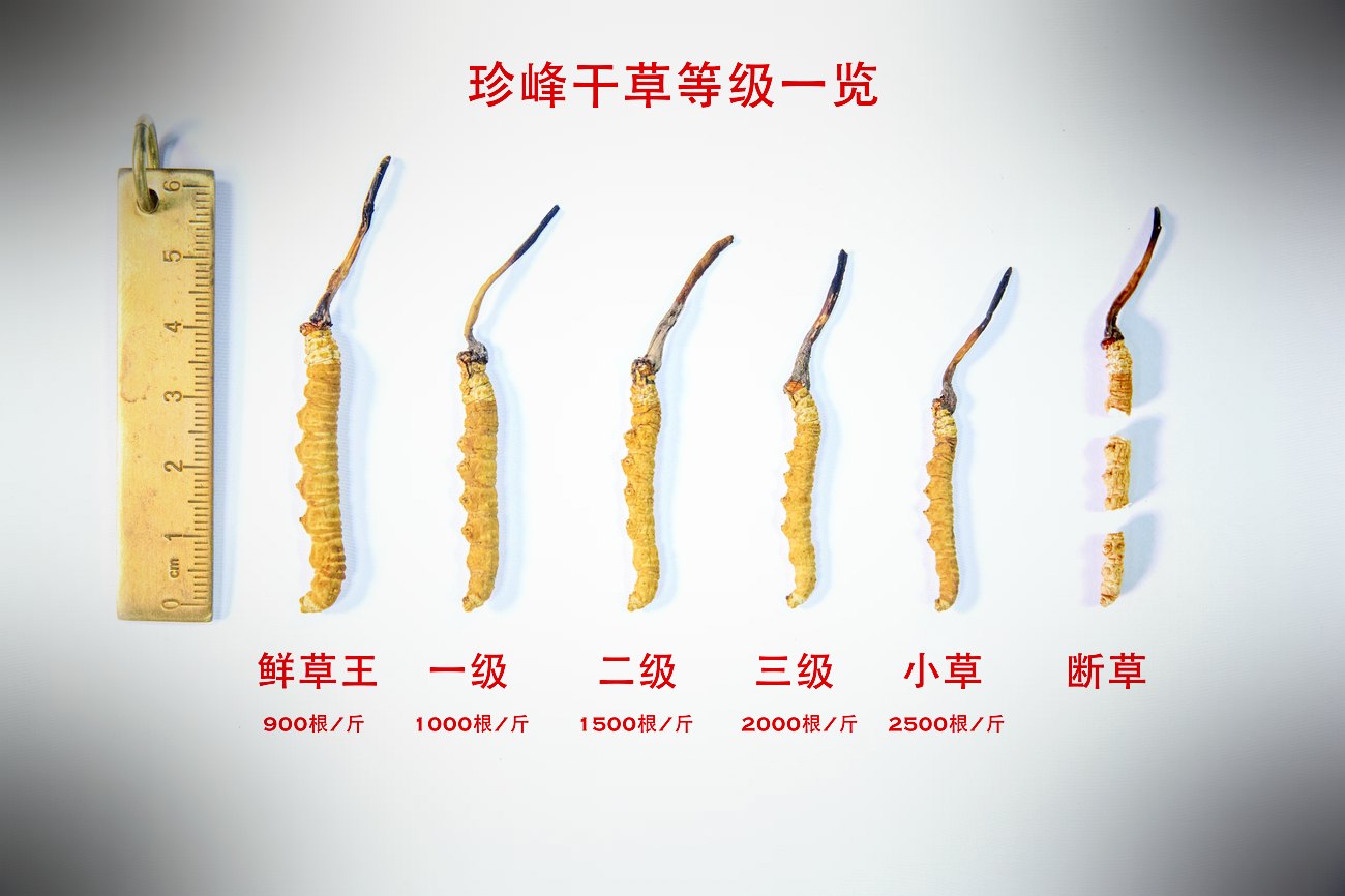 野生与人工的逐项对照