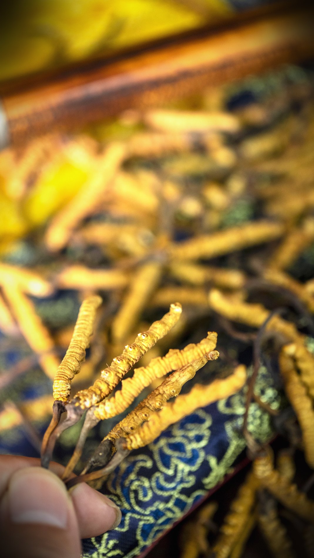 干虫草特写