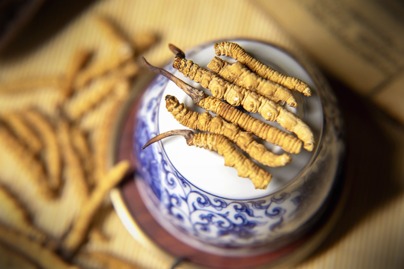 干虫草特写