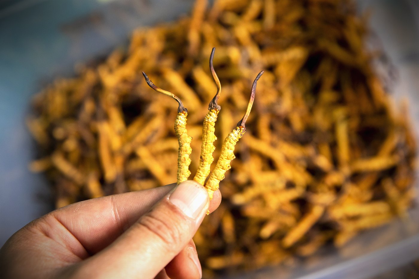 干虫草特写