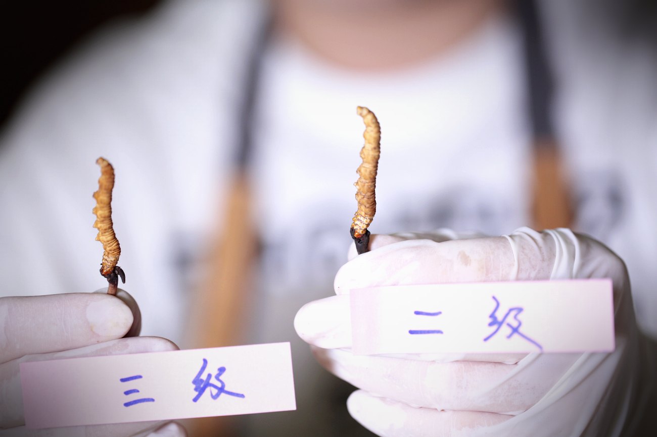野生与人工的逐项对照