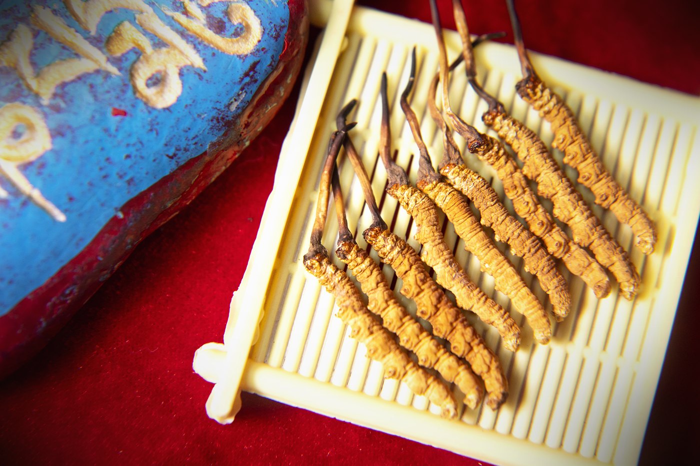 干虫草特写