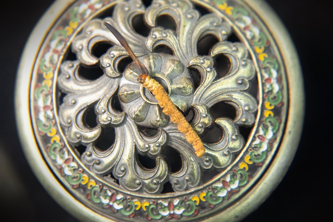 干虫草特写