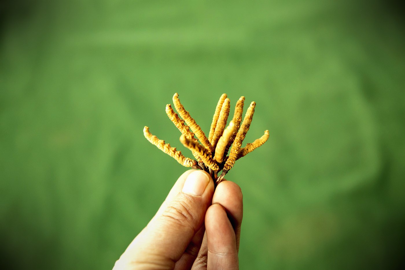 干虫草特写