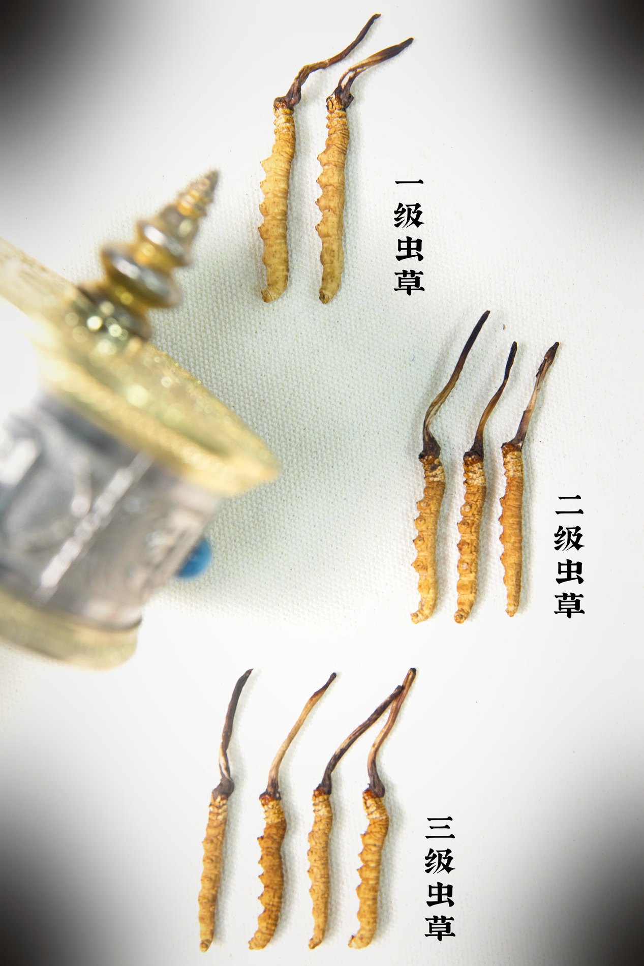 干虫草特写