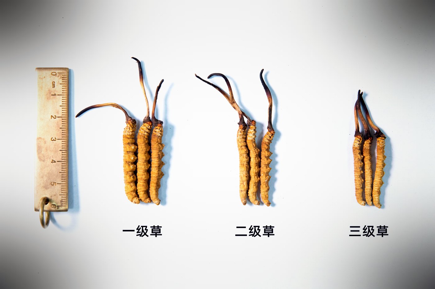 等级实物比对