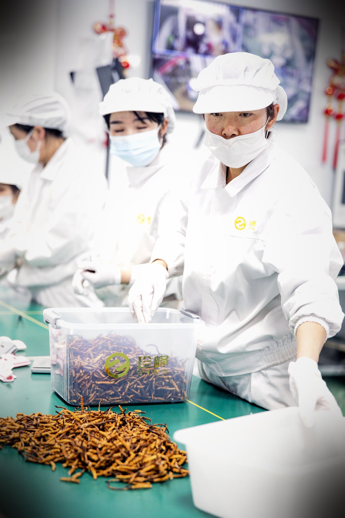 西宁车间 · 人工逐根精挑
