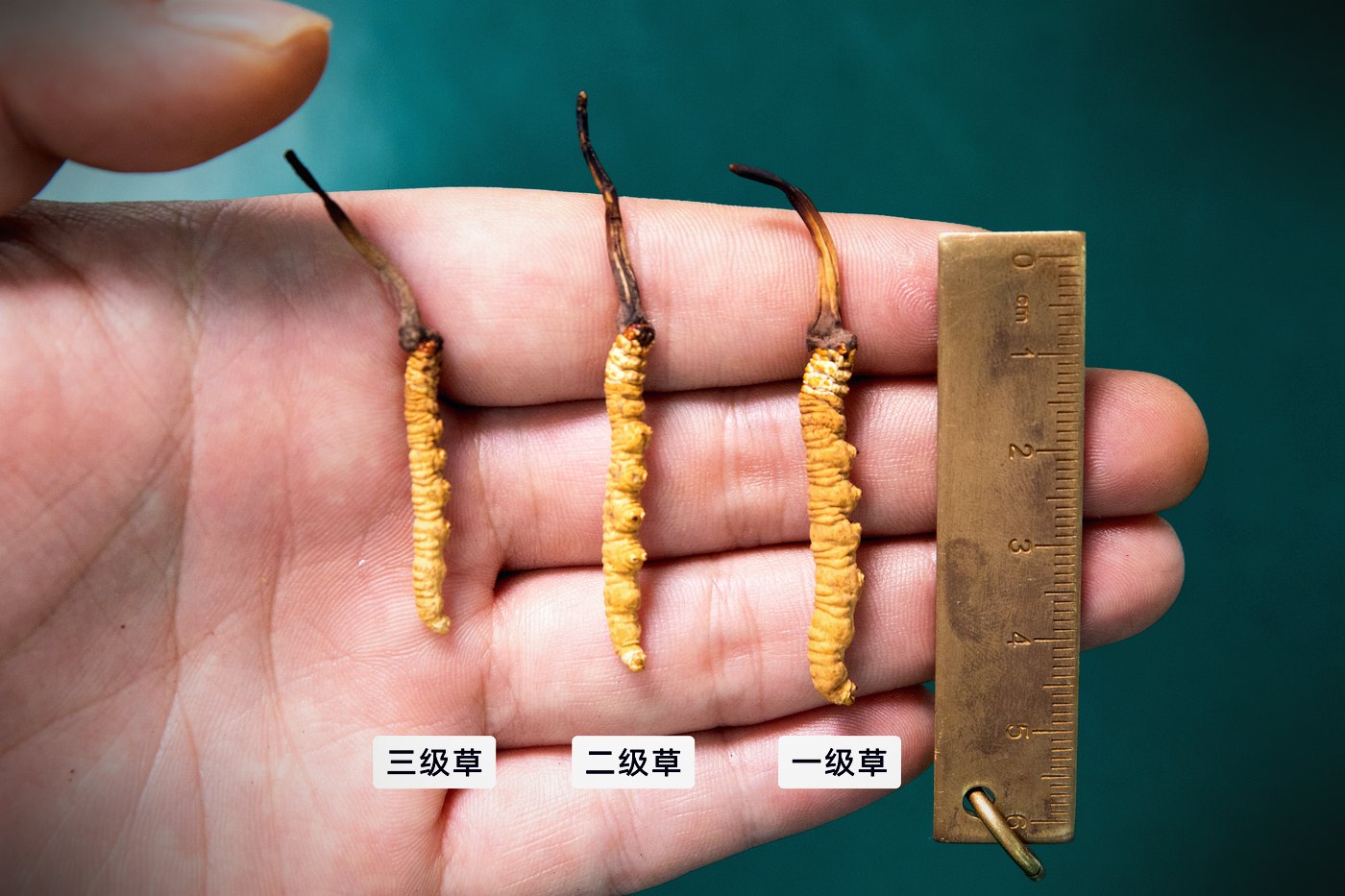 等级实物比对