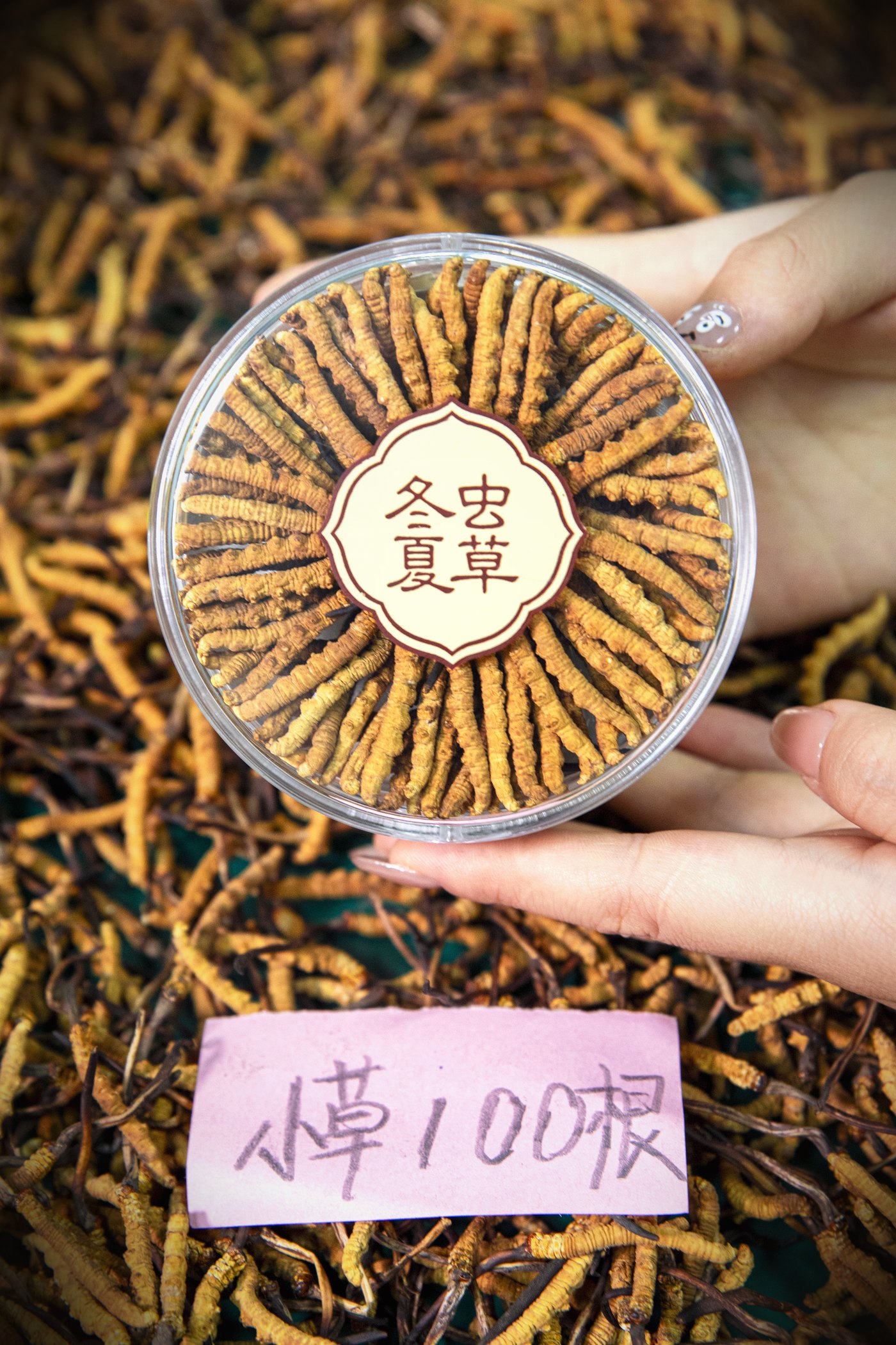 干虫草特写