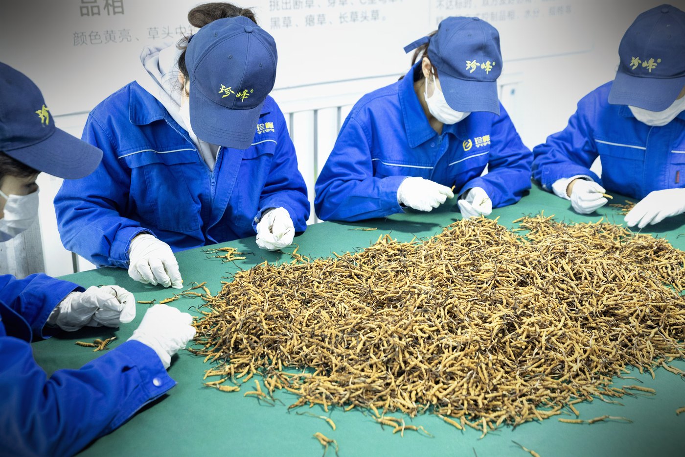 西宁车间 · 人工逐根精挑