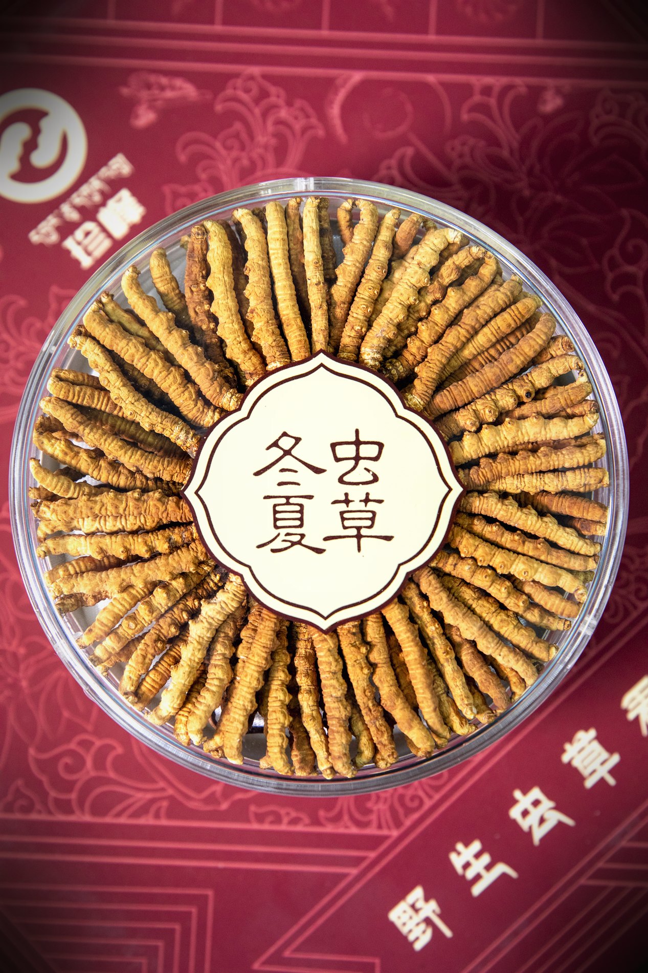 干虫草特写