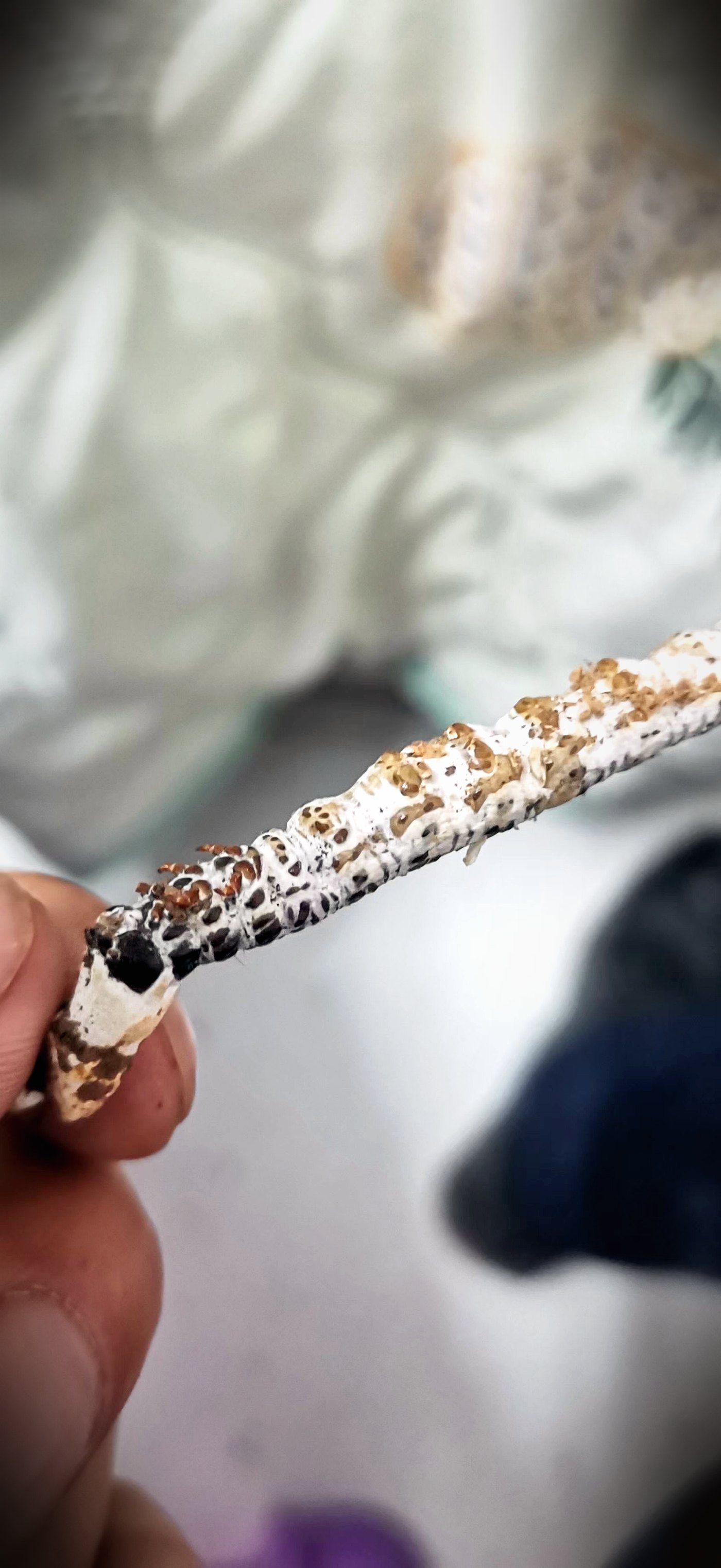 亚香棒虫草