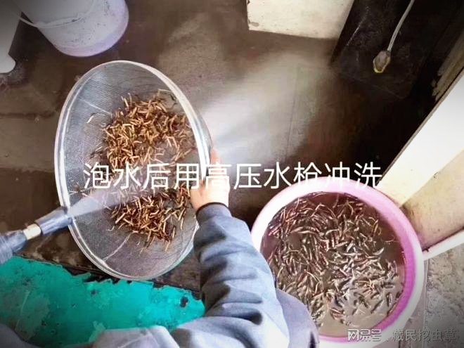 常见混淆品与伪品实物对照