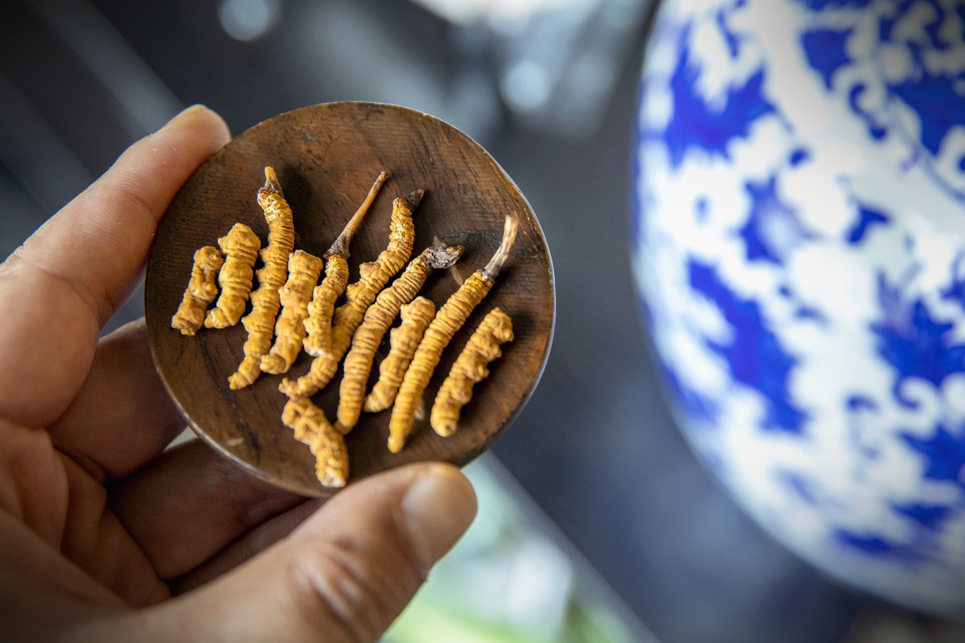 干虫草特写