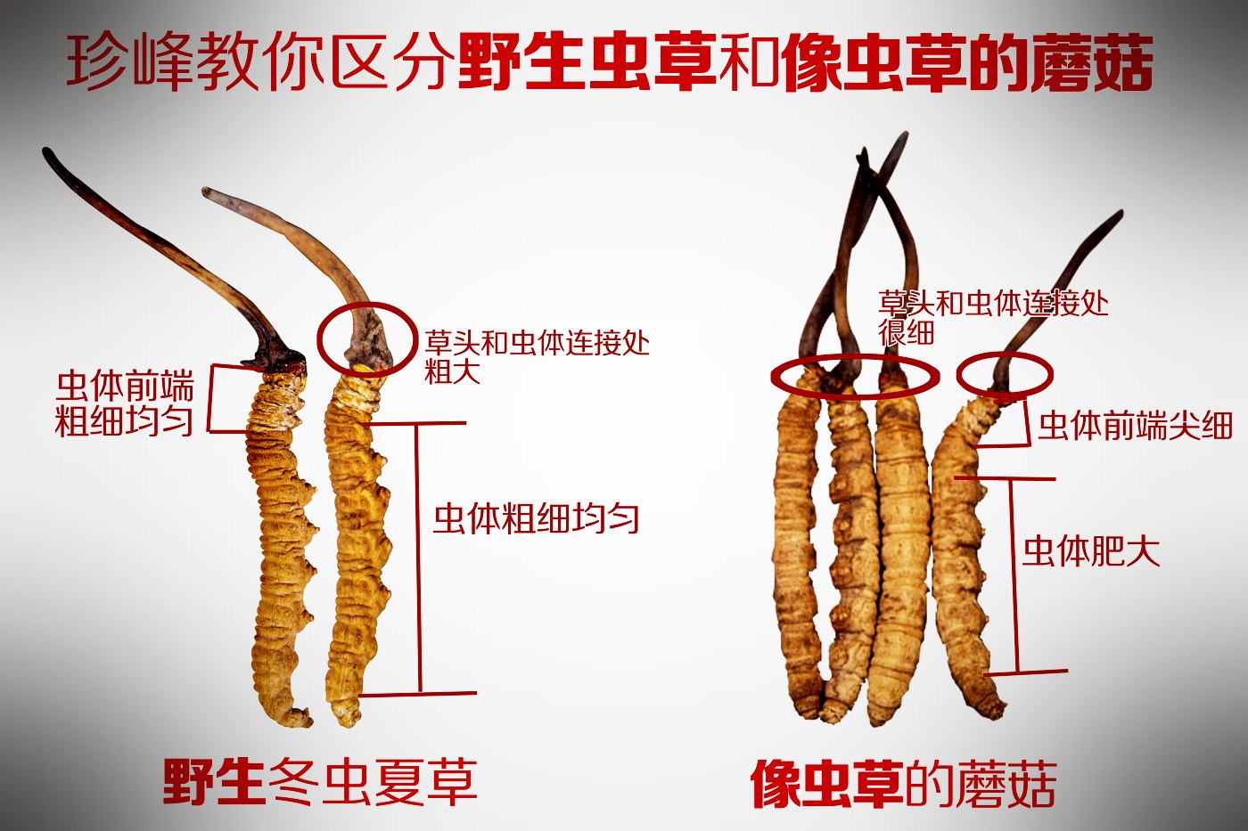 常见混淆品与伪品实物对照