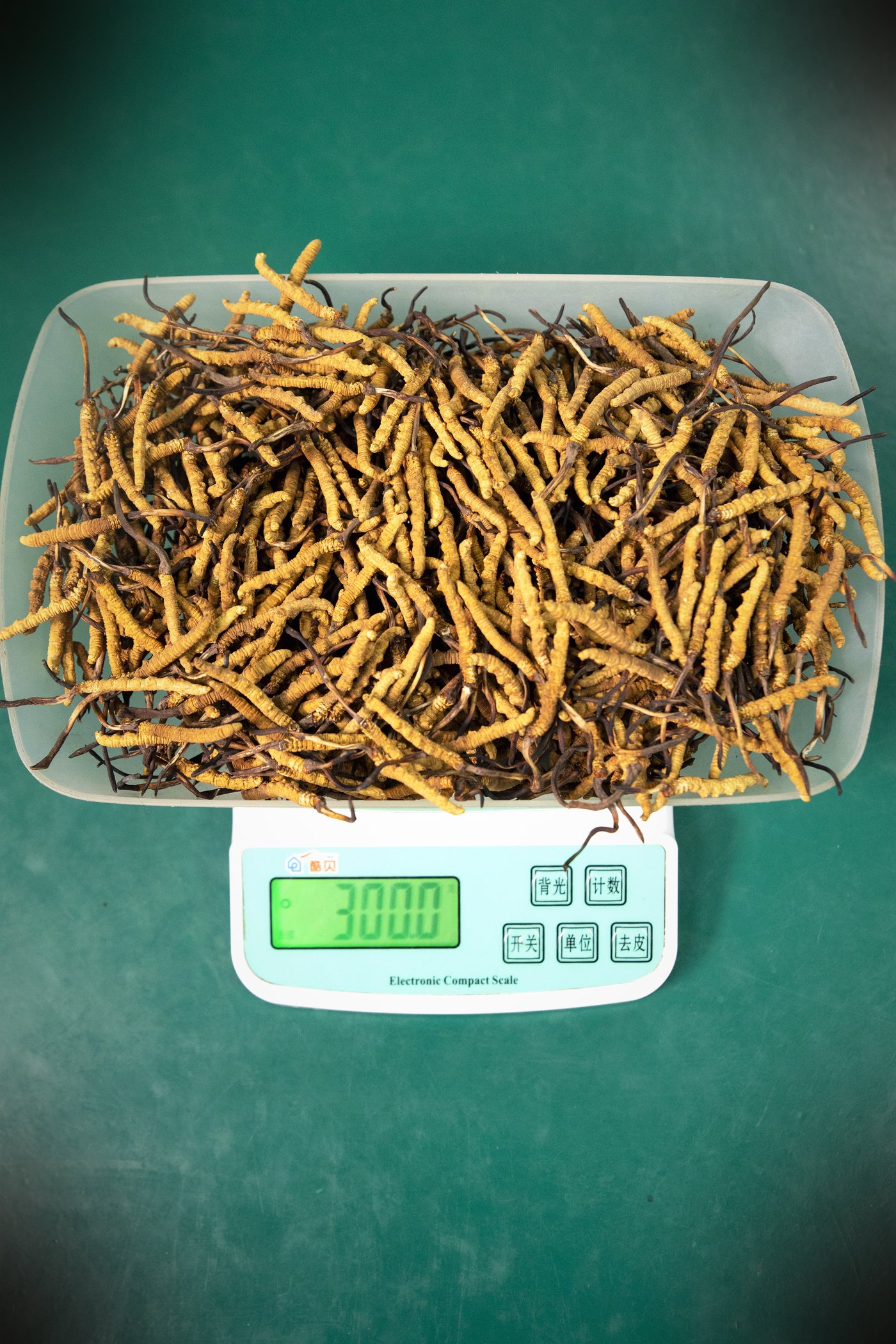 干虫草特写