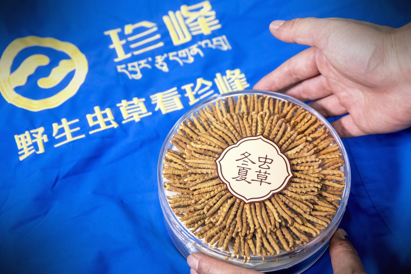 干虫草特写