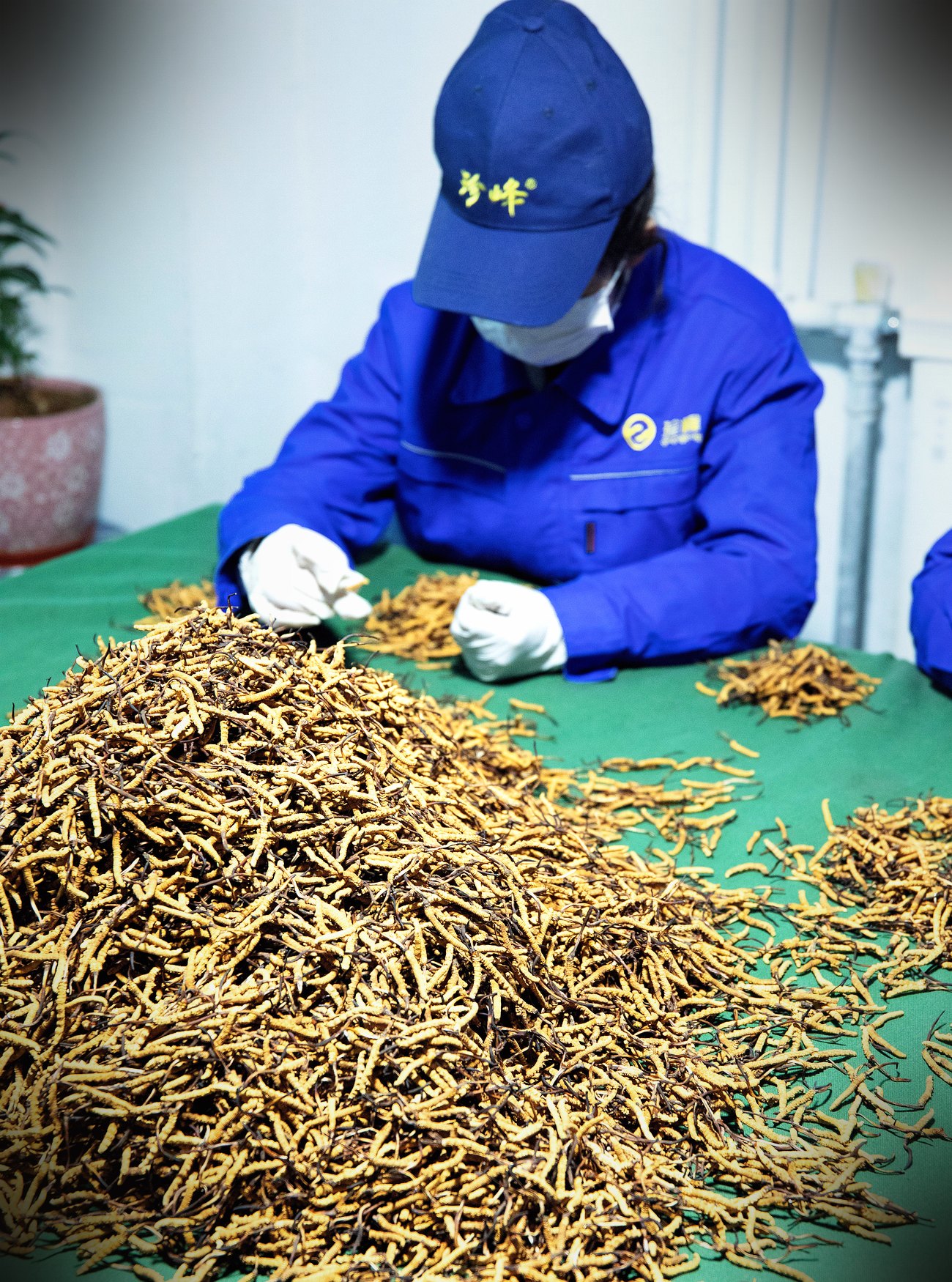 西宁无菌车间 · 人工逐根精挑
